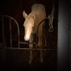 Meet your Posher, Rae